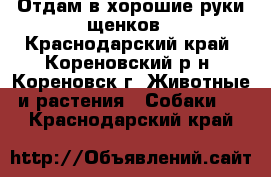 Отдам в хорошие руки щенков - Краснодарский край, Кореновский р-н, Кореновск г. Животные и растения » Собаки   . Краснодарский край